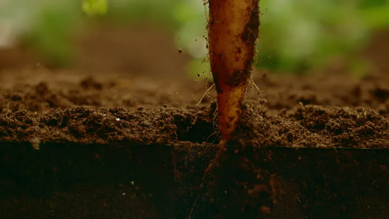 Carrot rising out of dark soil in close up